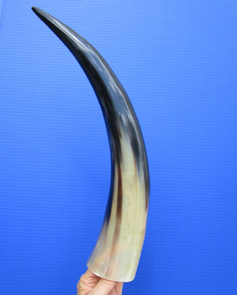 181/4 inches Polished Water Buffalo Horn for Sale for Decorating