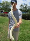 32-1/2 inches Unpolished White Kudu Horn Inner Bone Core for Sale, Measured around the curl - You are buying this one for $34.99