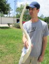 30-3/4 inches Unpolished White Kudu Horn Inner Bone Core for Crafts, measured around the curl - You are buying this bone core for $34.99