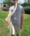 32-1/4 inches Unpolished White Kudu Horn Inner Bone Core for Sale - You are buying this one for $34.99