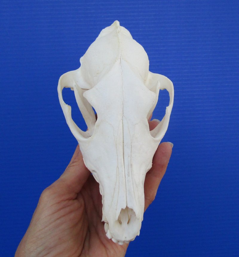 6 inches long Authentic African Black-Backed Jackal Skull for Sale