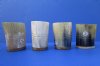 3 inches <font color=red> Wholesale</font> Carved Horn Shot Glasses, Cups for Sale with 2 Carved Horizontal Lines and Tall Blades of Grass - Case of 14 @ $6.95 each