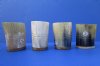 3 inches Carved Horn Shot Glasses, Cups for Sale with 2 Carved Horizontal Lines and Tall Blades of Grass - Pack of 2 @ $11.15 each
