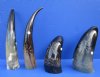 10 to 17 inches Carved, Engraved Polished Water Buffalo Horn for Sale with a Broken Arrow Sunburst Design with Rope - Pack of 1 @ $20.99 each