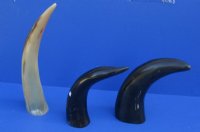 Engraved Dragon Cow Horns 11 to 13 inches <font color=red> Wholesale</font>  - 6 @ $16.50 each;  8 @ $14.75