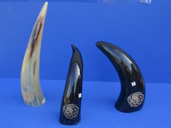 Engraved Dragon Cow Horns 11 to 13 inches <font color=red> Wholesale</font>  - 6 @ $16.50 each;  8 @ $14.75