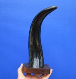 11-1/2 inches Polished Black Cow Horn Mounted on a Wood Base for Home Decor for $18.99