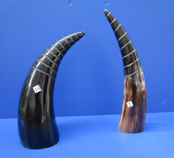 8 to 11 inches Half Spiral Carved Cow Horns  - 2 @ $14.40 each