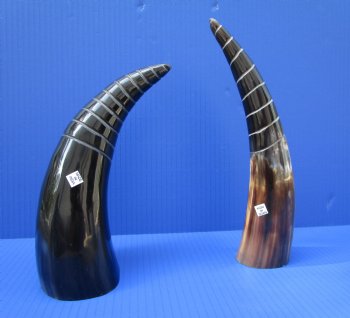 8 to 11 inches Half Spiral Carved Cow Horns <font color=red> Wholesale</font>  - 9 @ $10 each; 12 @ $9 each