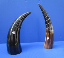 8 to 11 inches Half Spiral Carved Cow Horns  - 2 @ $14.40 each