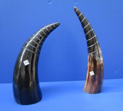 8 to 11 inches Half Spiral Carved Cow Horns <font color=red> Wholesale</font>  - 9 @ $10 each; 12 @ $9 each