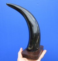 11-1/2 inches Polished Black Cow Horn Mounted on a Wood Base for Home Decor for $18.99