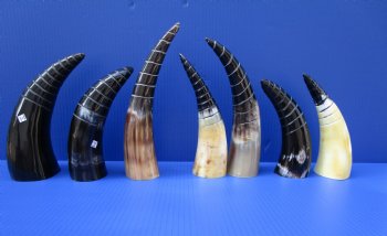 8 to 11 inches Half Spiral Carved Cow Horns <font color=red> Wholesale</font>  - 9 @ $10 each; 12 @ $9 each
