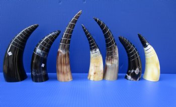 8 to 11 inches Half Spiral Carved Cow Horns  - 2 @ $14.40 each