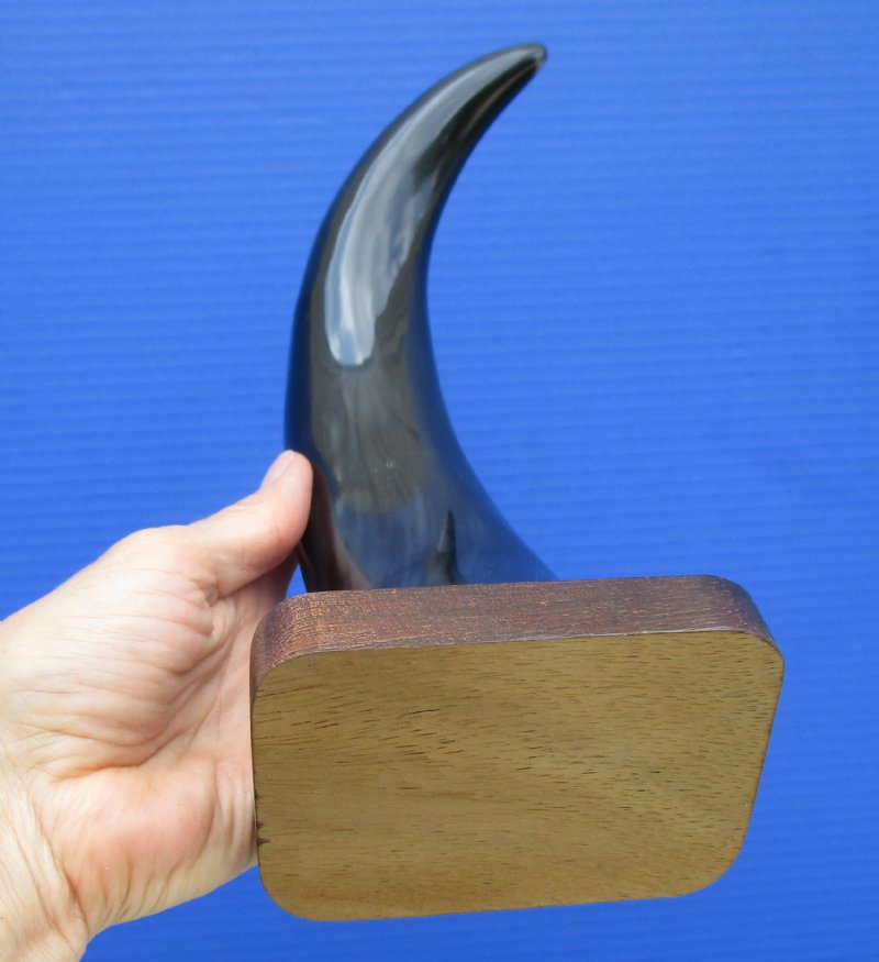 111/2 inches Polished Buffalo Horn Mounted on a Wood Base for Home Decor