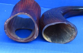 14 to 18 inches Dyed Reddish Brown Carved Lines and Letters Cow Horn with Horn Stand <font color=red> Wholesale</font> - 8 @ $15.95 each