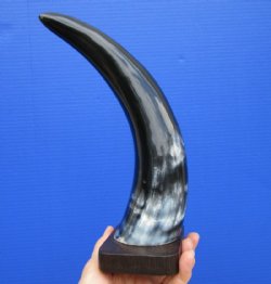 11-7/8 inches Standing Polished Cow Horn on a Wooden Base with Marble Look for $18.99