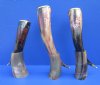 12 to 15 inches <font color=red> Wholesale </font >Red Engraved Wolf Drinking Horn with Brass Trim and Gold Finial Tip with Horn Sand  - Pack of 4 @ $24.00 each; Pack of 6 @ $21.00 each