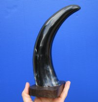 11-7/8 inches Standing Polished Cow Horn on a Wooden Base with Marble Look for $18.99