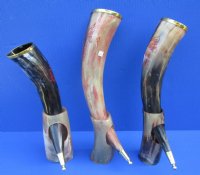 12 to 15 inches Red Engraved Wolf Drinking Horn with Brass Trim, Gold Finial and Horn Stand - $33.99 each