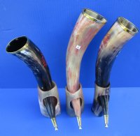 Red Engraved Wolf Drinking Horn, Brass Trim, Gold Finial Tip with Horn Stand 12 to 15 inches <font color=red> Wholesale </font> -  4 @ $24.00 each;  6 @ $21.00 each