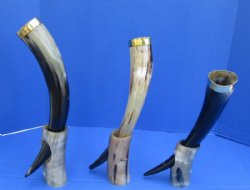 15 to 17 inches Polished Drinking Horns with Thick Brass Rim and Horn Stands <font color=red> Wholesale</font> - 8 @ $15.95 each