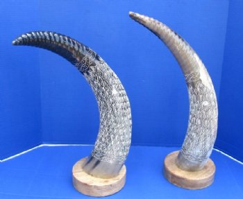 23 to 26 inches Spiral and Leaf Design Carved Horn Sculpture on Wood Base <font color=red> Wholesale </font>  2 @ $65 each