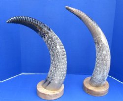 23 to 26 inches Spiral and Leaf Design Carved Horn Sculpture on Wood Base <font color=red> Wholesale </font>  2 @ $65 each