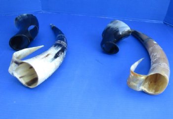 15 to 18 inches Decorative Carved Buffalo Drinking Horn with Handle and Horn Stand <font color=red> Wholesale</font>- 3 @ $32 each; 6 @ $28 each