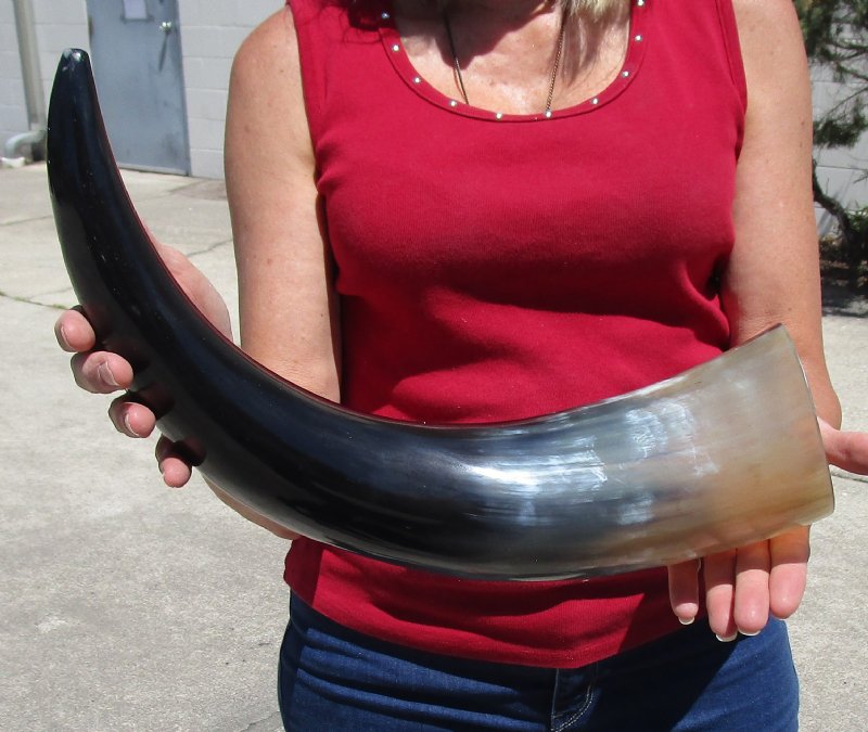 211/4 inches Large Polished Water Buffalo Horn for Sale with a Wide Base