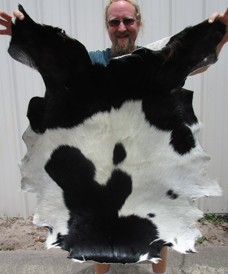39 by 31 inches Real Goatskin Hide for Sale with fur in a black and