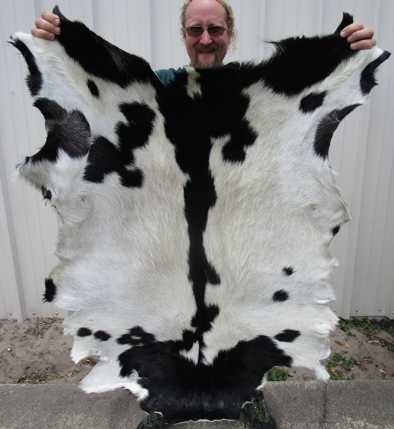 42 by 36 inches Real Goatskin Hide for Sale with Black and White Fur