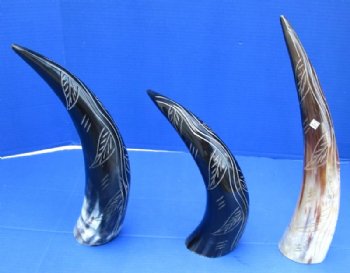 Polished and Carved Buffalo Horn with a Vine Design <font color=red> Wholesale</font> 14 to 16 inches - 8 @ $12.80 each