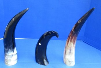 Polished and Carved Buffalo Horn with a Vine Design <font color=red> Wholesale</font> 14 to 16 inches - 8 @ $12.80 each