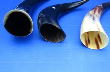 Polished and Carved Buffalo Horn with a Vine Design 14 to 16 inches - $20.99