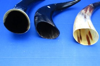 Polished and Carved Buffalo Horn with a Vine Design <font color=red> Wholesale</font> 14 to 16 inches - 8 @ $12.80 each