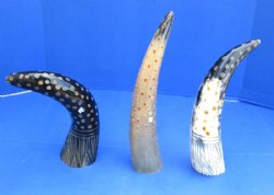 Painted and Carved Buffalo Horn with Tan Dots and Carved Blades of Grass 14 to 16 inches - $20.99