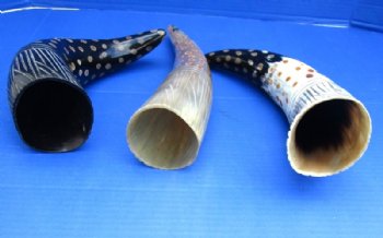 Painted and Carved Buffalo Horns <font color=red> Wholesale</font> with Tan Dots and Carved Blades of Grass  14 to 16 inches - 8 @ $12.80 each
