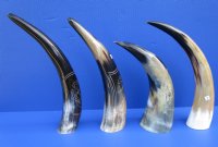 Engraved Cow Horns in a Modern Art Design<font color=red> Wholesale</font> 11 to 14 inches -  8 @ $13.00 each