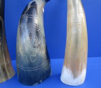 Engraved Cow Horns in a Modern Art Design<font color=red> Wholesale</font> 11 to 14 inches -  8 @ $13.00 each