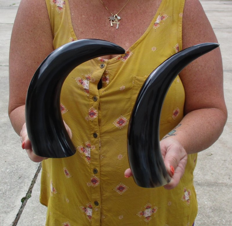 2 Polished Buffalo Horns from a Water Buffalo, both 111/2 inches 10 each