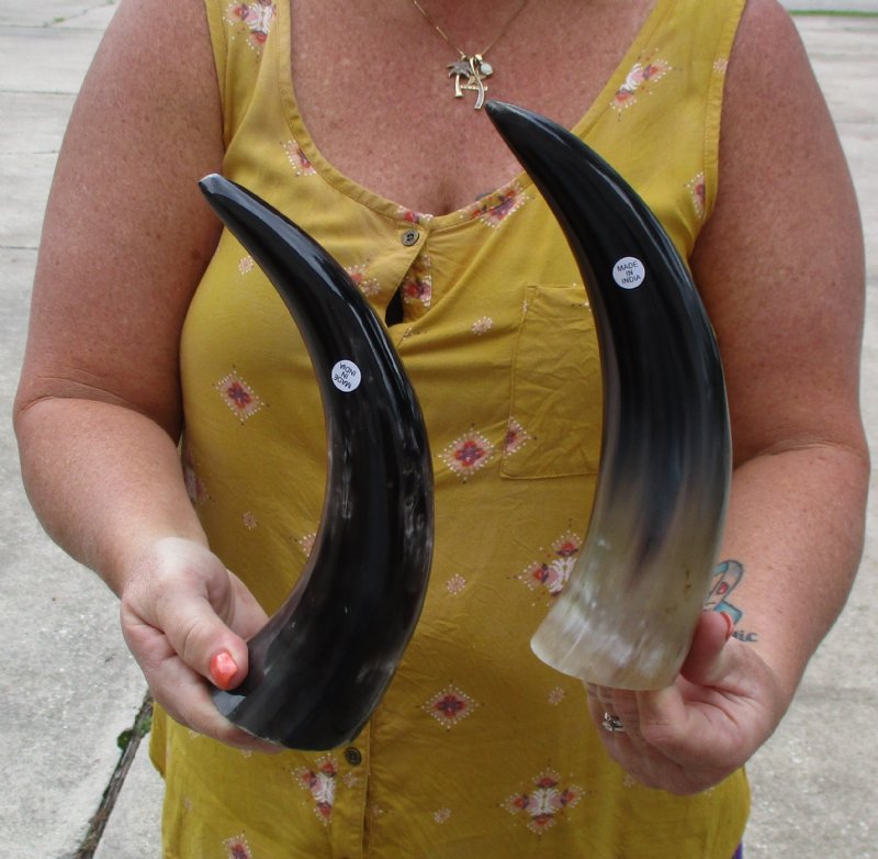 2 Polished Buffalo Horns for Sale from a water buffalo, both 11 inches