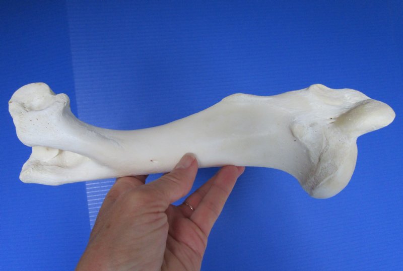 11 inches Water Buffalo Leg Bone for Sale