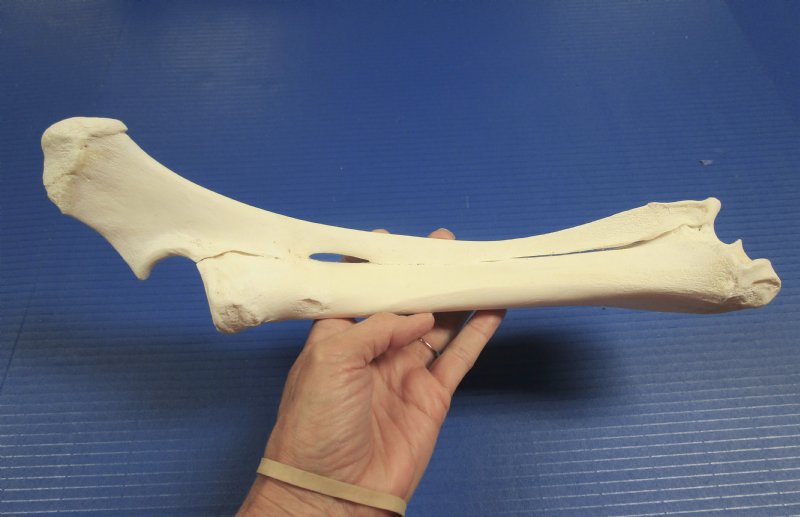 14 inches Real Water Buffalo Leg Bone for Sale