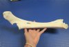 16 inches Genuine Water Buffalo Leg Bone for Sale - You are buying this one for $24.99