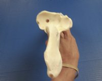 16 inches Genuine Water Buffalo Leg Bone for Sale for $19.99