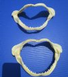 2 Silky Shark Jaws for Sale 6-3/4 and 7 inches <font color=red> With Very Sharp Teeth </font> - Buy these <font color=red>2  for $9.50 each</font> Plus $6.25 First Class Mail