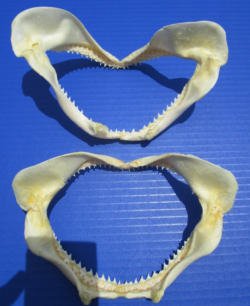 Two Silky Shark Jaws for Sale 6-3/4 and 7 inches
