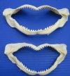 Two Authentic Bignose Shark Jaws for Sale 6-1/4 and 7-5/8 inches - You are buying these 2 for $9.50 each