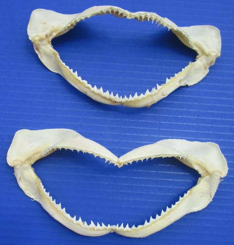 Two Authentic Silky Shark Jaws for Sale 6-1/4 and 7 inches
